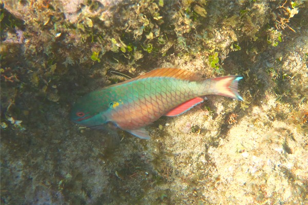 Parrotfish - Redband Parrotfish