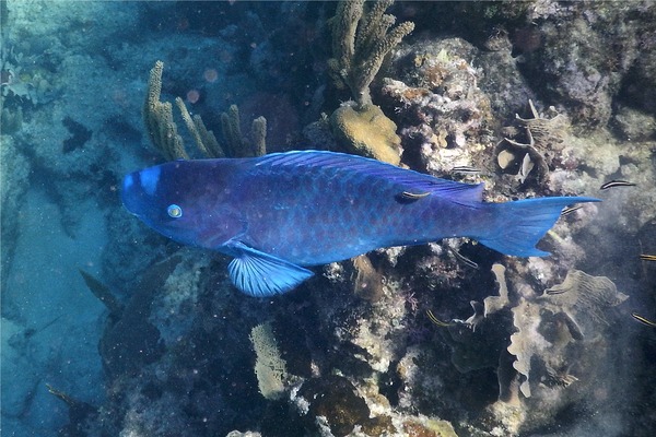 Parrotfish - Blue Parrotfish