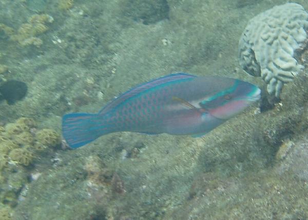 Parrotfish - Striped Parrotfish