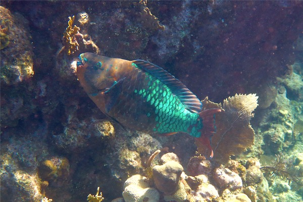 Parrotfish - Rainbow Parrotfish