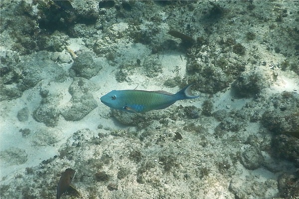 Parrotfish - Redtail Parrotfish