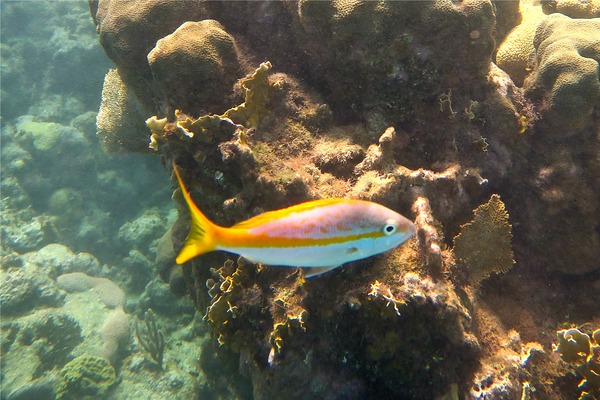 Snappers - Yellowtail Snapper