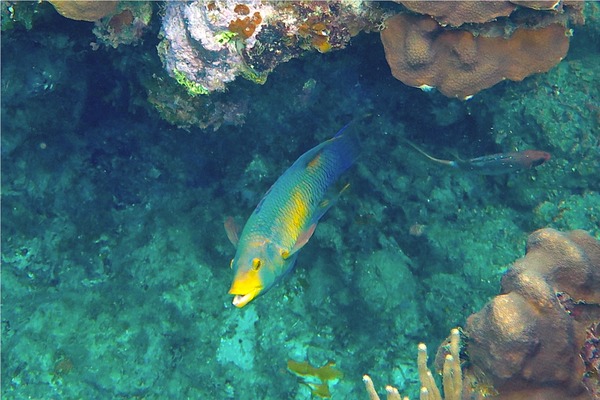 Hogfish - Spanish Hogfish