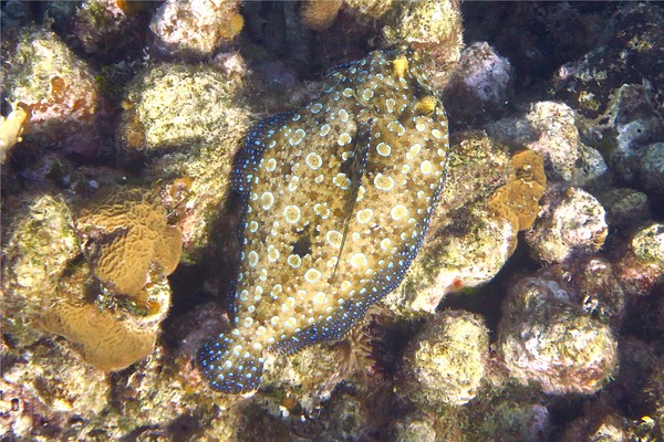 Flounders - Plate Flounder