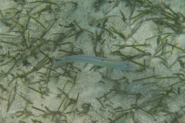 Tilefish - Sand Tilefish