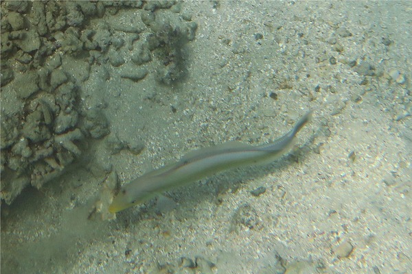 Tilefish - Sand Tilefish
