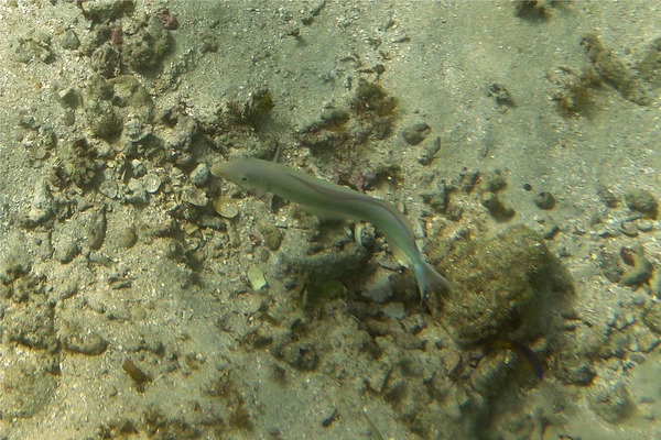 Tilefish - Sand Tilefish