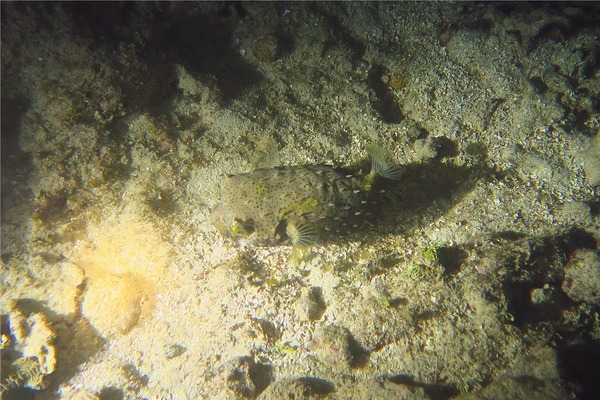Porcupinefish - Bridled Burrfish