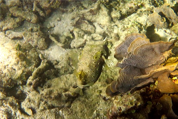 Porcupinefish - Bridled Burrfish