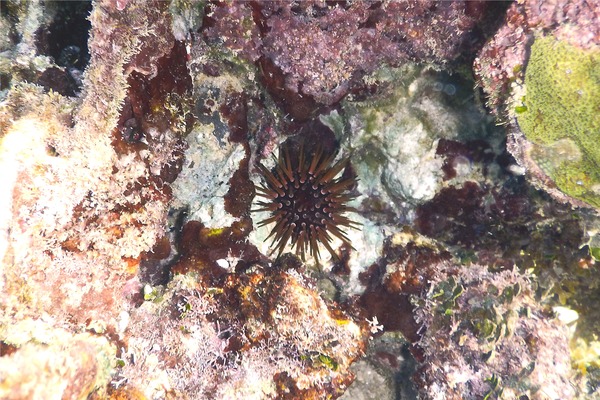 Sea Urchins - Reef Urchin