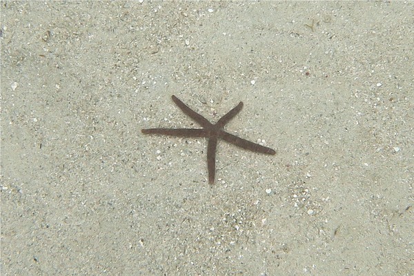 Starfish - Comet Star