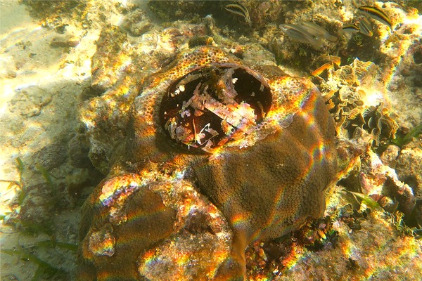 Sea Urchins - Sea Biscuit