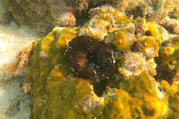 Sea Urchins - Sea Biscuit