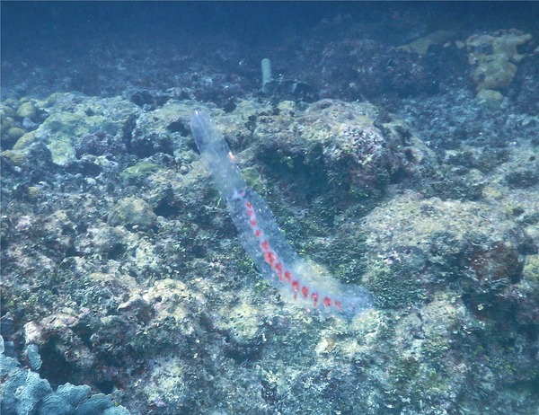 Siphonophore - Paired Bell Siphonophore