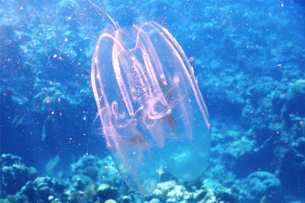 Comb Jellyfish - Spot-Winged Comb Jellyfish