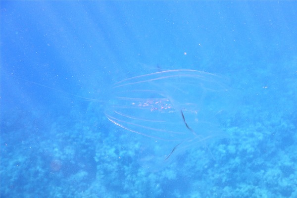 Comb Jellyfish - Warty Comb Jellyfish