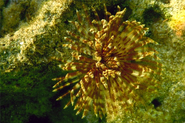 Featherduster Worms - Magnificent Feather Duster
