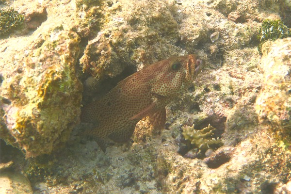 Groupers - Graysby