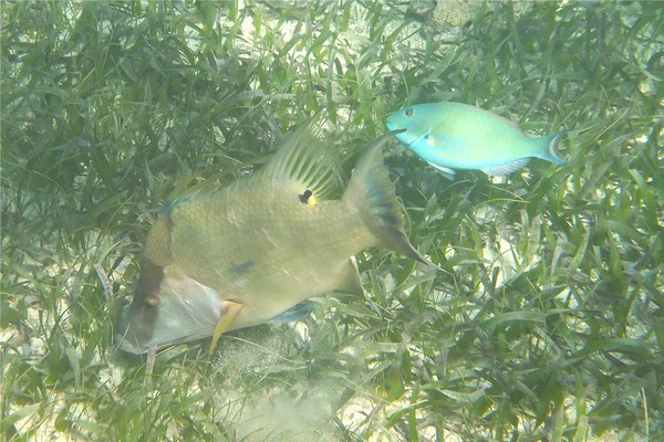 Hogfish - Hogfish