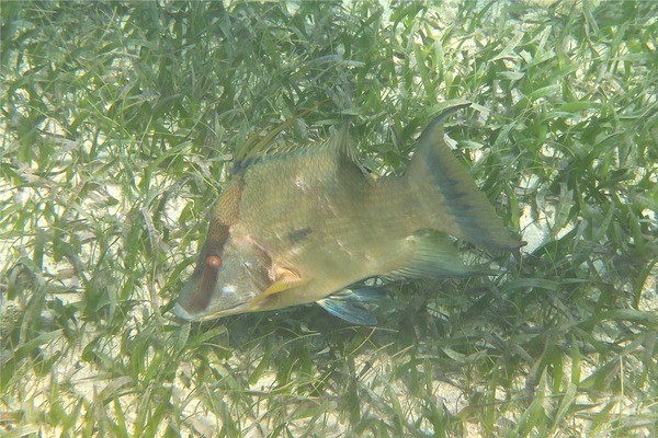 Hogfish - Hogfish