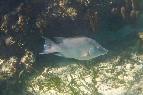 Hogfish - Hogfish