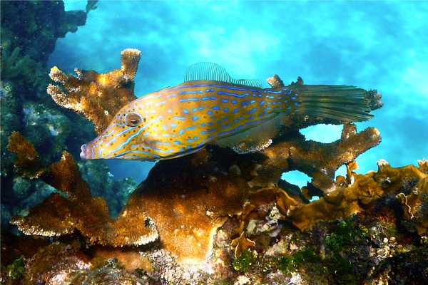 Filefish - Scrawled Filefish