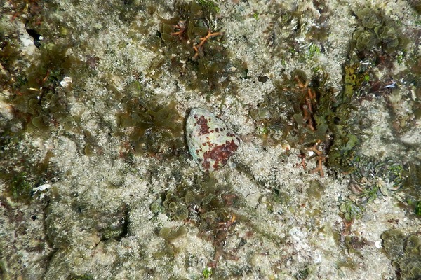 Sea Snails - Carved Starsnail
