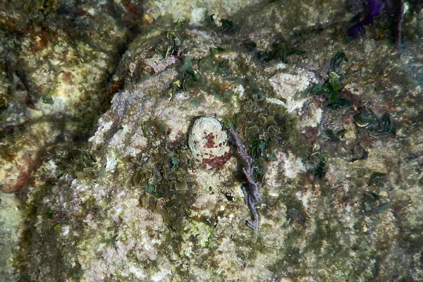 Sea Snails - Carved Starsnail