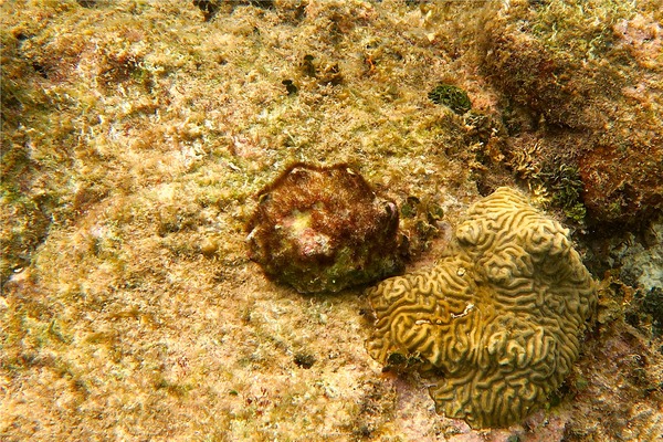 Sea Snails - Caribbean Vase