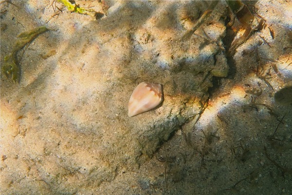 Sea Snails - Mouse Cone