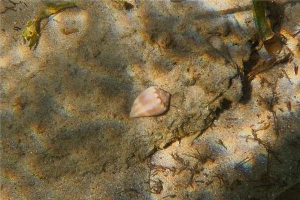 Sea Snails - Mouse Cone