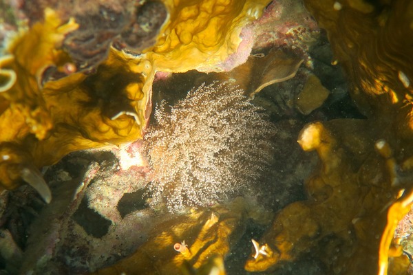 Anemones - Knobby Sea Anemone