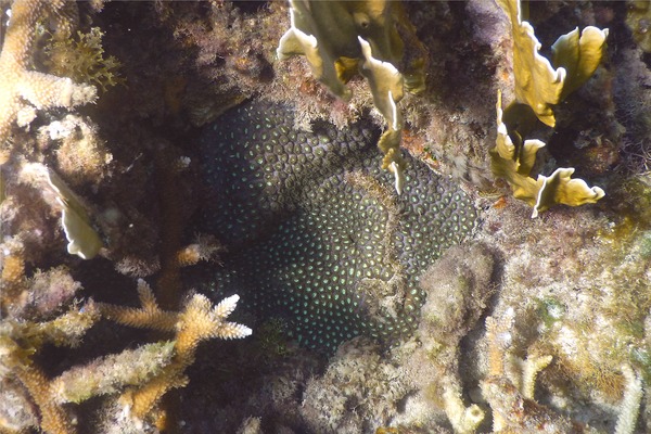 Polyp - Mat Zooanthid