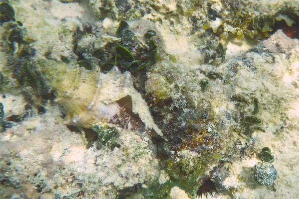 Crabs - White Speckled Hermit Crab