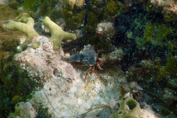 Crabs - Sponge Decorator Crab