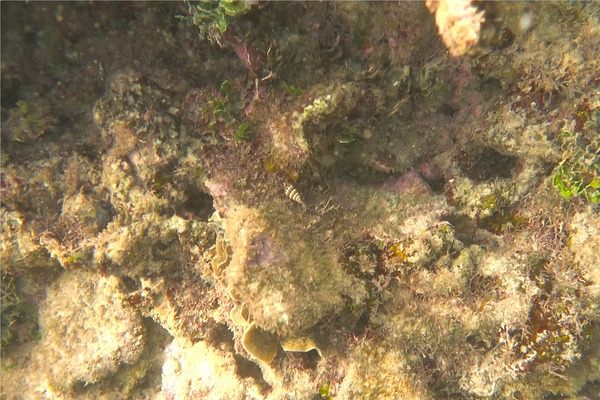 Sea Snails - West Indian False Cerith