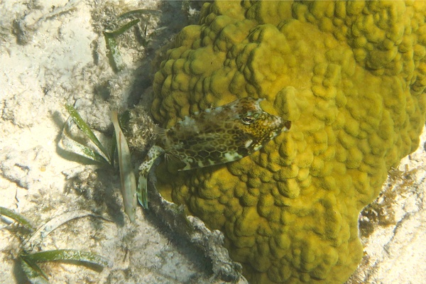 Trunkfish - Honeycomb Cowfish