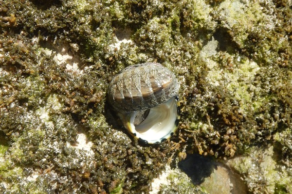 Chiton - West Indian Green Chiton