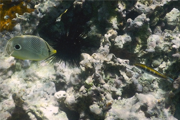 Butterflyfish - Foureye Butterflyfish