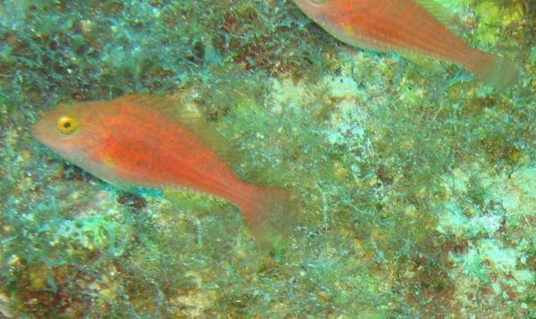 Parrotfish - Greenblotch Parrotfish