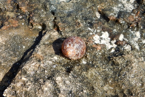 Sea Snails - Atlantic Partridge Tun