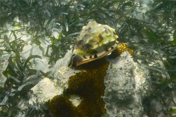 Sea Snails - Flame Helmut