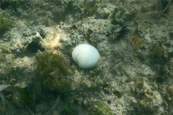 Bivalve Mollusc - White Atlantic Semele
