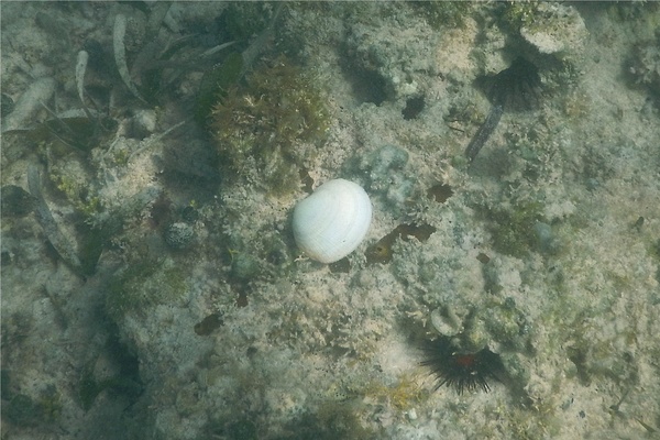 Bivalve Mollusc - White Atlantic Semele
