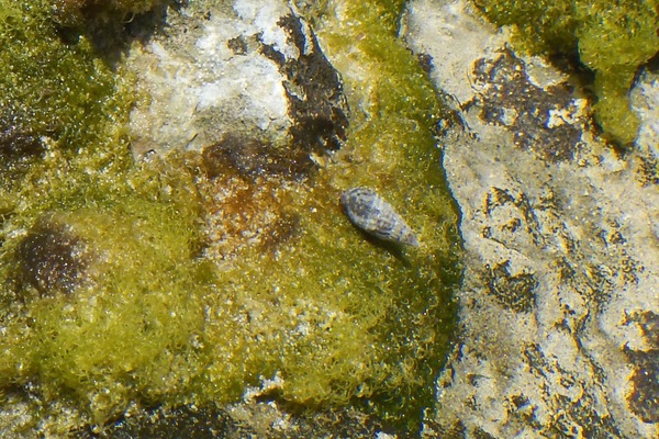 Sea Snails - Dwarf Cerith