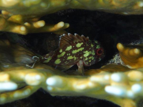 Scorpionfish - Yellowspotted scorpionfish