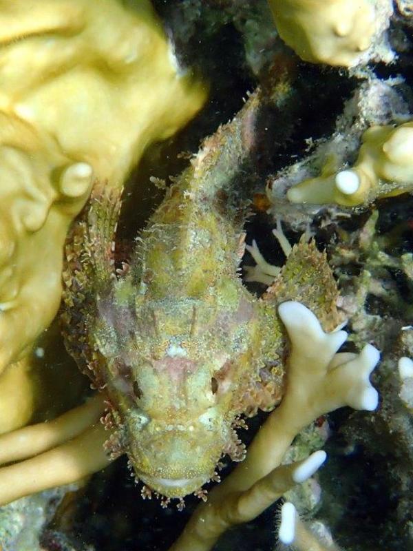 Scorpionfish - Tassled Scorpionfish