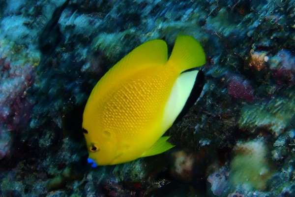 Angelfish - Threespot Angelfish