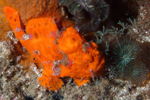 Frogfish - Painted Frogfish