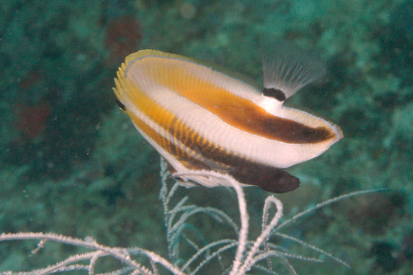 Butterflyfish - Highfin Coralfish